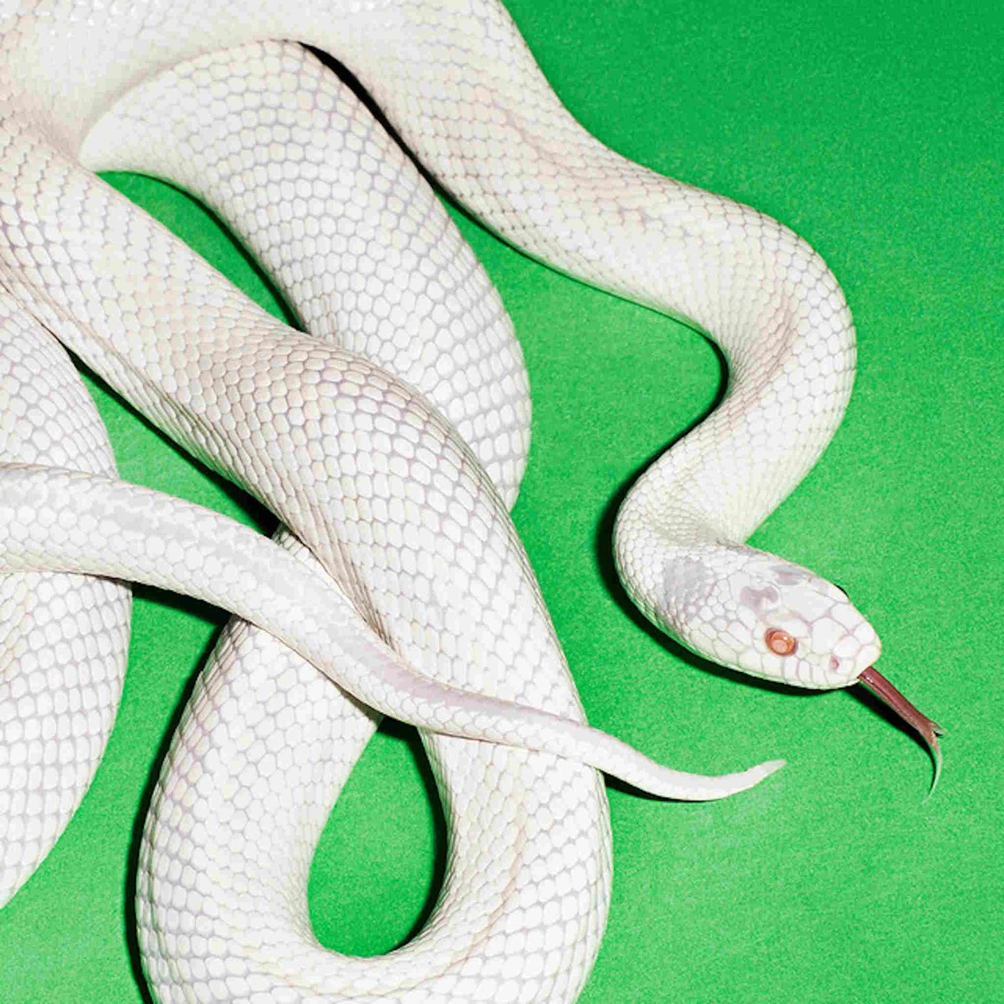 deftones private music